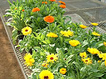 配布用キンセンカ