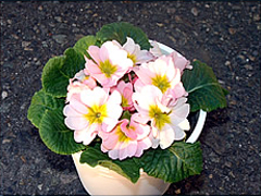 お花のプレゼント