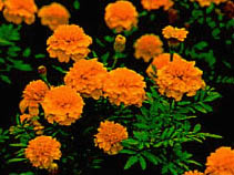 マリーゴールド