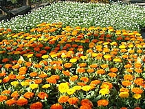 キンセンカ・ノースポール