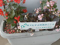 花いっぱい運動プランター