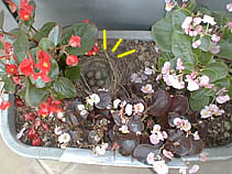 中央に５個のかわいい卵が！