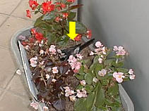 中央の黒っぽいのが親鳥です