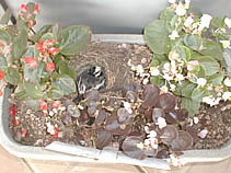 白黒模様が親鳥