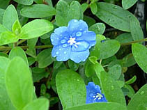 アメリカンブルー