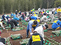 斜面に植込み中