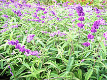 アメジストセージ