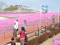 １００苗／人植えた花もみごとに開花