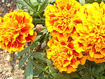 マリーゴールド