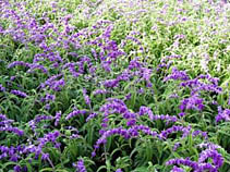 メキシカンブッシュセージ