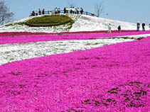 芝桜まつり会場