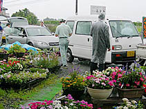 配布された花々