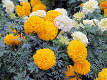 マリーゴールド