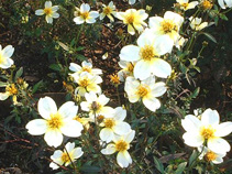 ウィンターコスモス