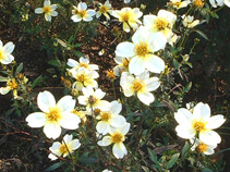 ウィンターコスモス