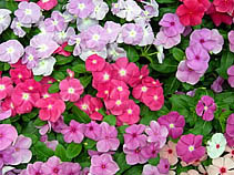 日々草（ニチニチソウ）